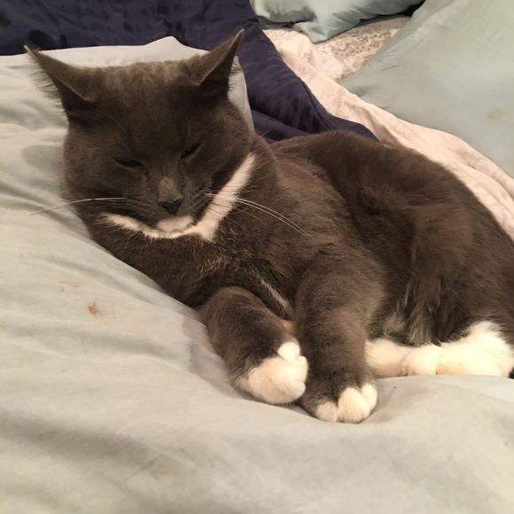 Meet your Posher, Mia - Picture 6 of 6